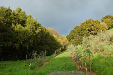 vineyard landscape