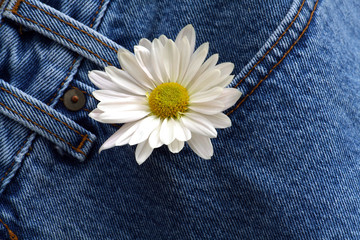 daisy in denim pocket - 856353