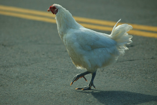 Why Did The Chicken Cross The Road?