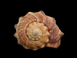 shell