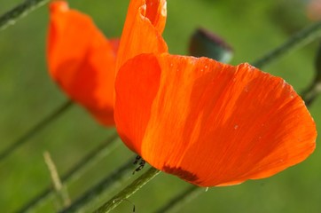 red poppy