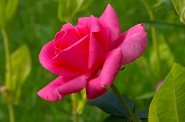 macro pink rose