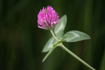 wiesenklee © Martina Berg