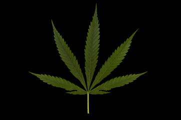 isolated marihuana leaf