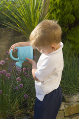 little boy watering herb garden