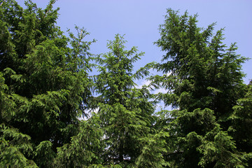 pine trees