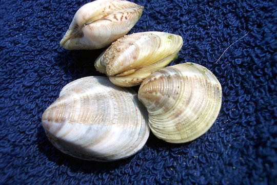 unopened seashells