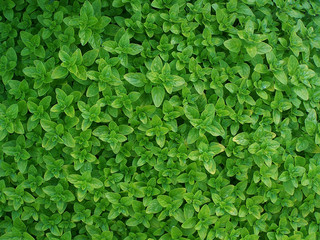 oregano - obrazy, fototapety, plakaty