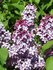lilac flowers © dwags