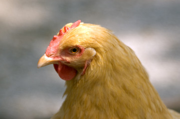 chicken