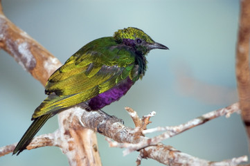 colorful bird