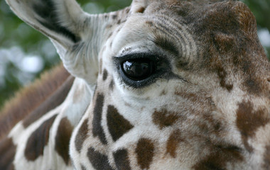 giraffe © remarsh