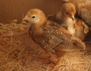 baby chicks
