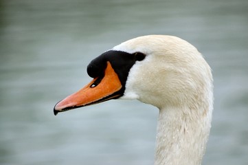 Obraz premium tête de cignes