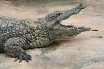 crocodile grande gueule