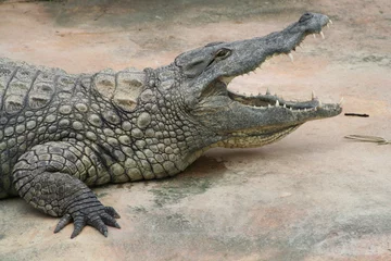 Wall murals Crocodile crocodile grande gueule