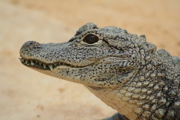croco