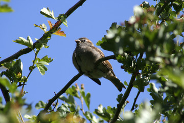 summer sparrow