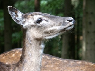 Obraz premium kopf eines rehs