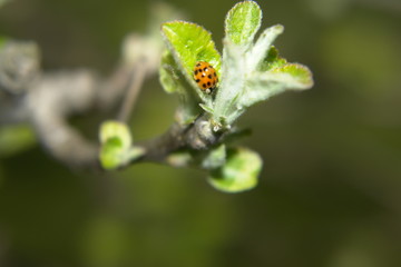 ladybug