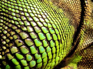 écailles d'iguane vert