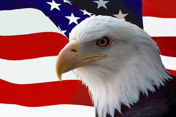 american bald eagle on flag