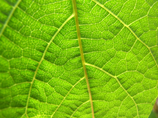green leaf 2