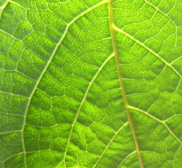 green leaf 3