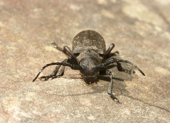 un insecte coléoptère