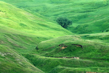 green landscape