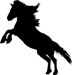 rearing stallion © E. Spek