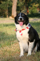 dog with usa flag bandanna