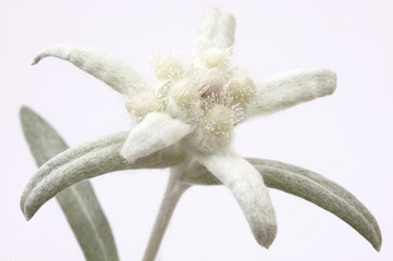 edelweiss. snow and cotton