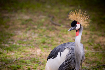 Fototapeta premium african grey crowned crane