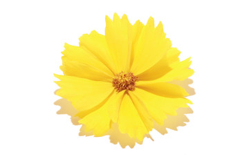 fleur jaune - 864561