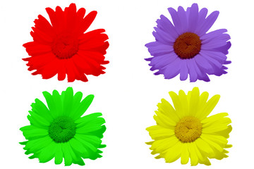 bouquet de fleurs en couleur - 864565
