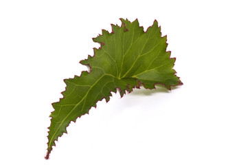 begonia. leaf. houseplant