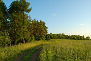 Naklejka premium green forest and the field