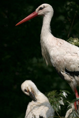 weißstörche