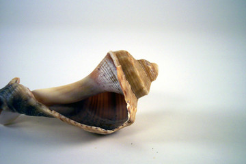 broken seashell