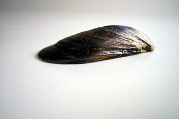 lonely mussel shell