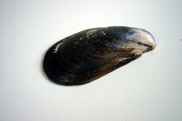 black mussel shell