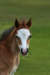 Fototapeta premium wild mountain foal