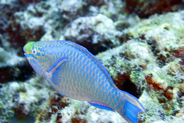 Obraz na płótnie Canvas parrot fish