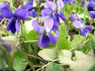 the first violets