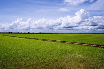 paddy field landscape
