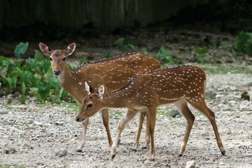 axis deer