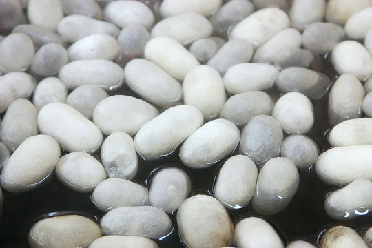 seidenkokons