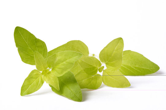 fresh and aromatic oregano
