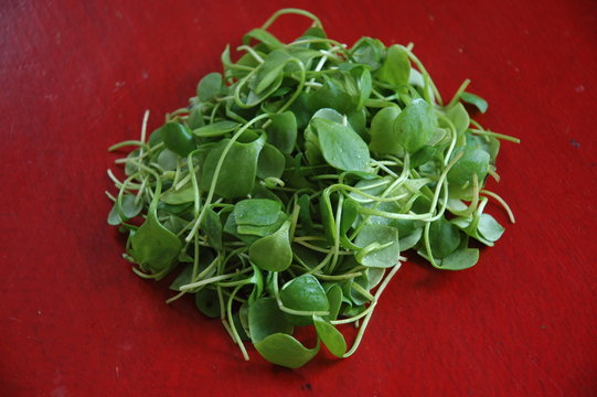 pourpier